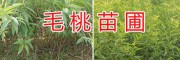 云南毛桃樹苗批發(fā)基地-安寧毛桃實生苗