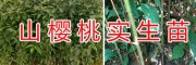 山櫻桃實生苗批發(fā)-安寧毅恒果苗種植園