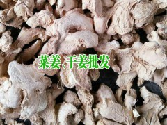 2020菜姜、干姜_姜塊生產(chǎn)供應(yīng)商圖3