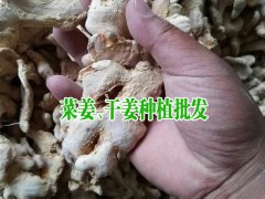 云南干姜新價格行情_干姜塊價格_新干姜塊價格圖2