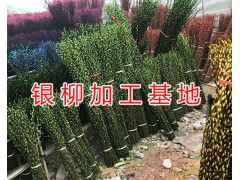 銀柳加工種植基地-生產(chǎn)綿竹銀柳生產(chǎn)批發(fā)，各種銀柳銷售圖2