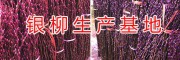 銀柳批發種植基地-/重慶銀柳供應商