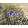 云新早實(shí)系列核桃苗-漾濞新品種核桃苗供應(yīng)