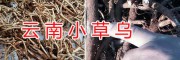 曲靖小草烏種植基地*草烏干貨銷售-富源縣農民專業合作社