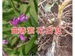 曲靖紫花白芨銷售/云南白芨價格-宣威白芨種植生產基地圖2