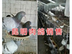 云南肉鴿種鴿價格-怎么挑選肉鴿#昆明小肉鴿養殖圖2