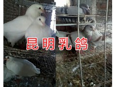 云南肉鴿種鴿價格-怎么挑選肉鴿#昆明小肉鴿養殖圖3