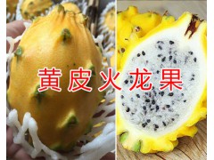 火龍果干花多少錢一斤？火龍果干花批發(fā)&云南火龍果花圖3