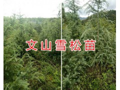 藥用大紅袍苗產地/文山大紅袍花椒苗&紅袍花椒苗哪里有賣圖3