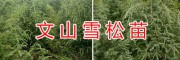 文山雪松苗一棵多少錢？文山黃李子苗、蘋果苗價(jià)格信息