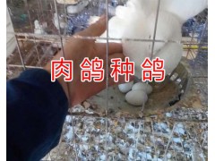 肉鴿種鴿價格#昆明種肉鴿出售/種鴿一對多少錢？圖2