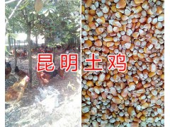 昆明哪里賣土公雞#土公雞活體供應/林下土公雞圖2