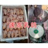 昆明乳鴿養殖場-昆明乳鴿價格/昆明新鮮速凍乳鴿讓供應