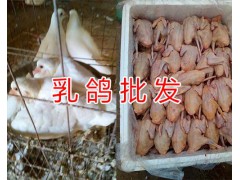 玉溪哪里批發速凍肉鴿&新鮮冷藏乳鴿出售-速凍肉鴿價格圖3