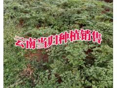 宣威市當歸種植養殖專業合作社[087164155848]圖2