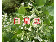 昆明云木香批發商/茯苓&附子&草烏&南星銷售圖3