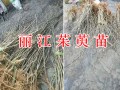 哪里能批發高產吳茱萸苗？云南麗江茱萸栽培基地