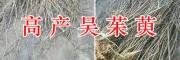 云南中花吳茱萸栽培基地-青野中藥材開發有限公司