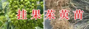 吳茱萸掛果苗銷售，供應2萬棵-麗江茱萸苗