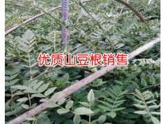 山豆根_ 山豆根種植前景_ 山豆根種子價格_  山豆根種苗圖2