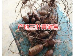 新三葉青多少錢一斤_中藥材三葉青收購公司圖3