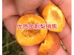 無籽刺梨幾年掛果_無籽刺梨苗多少一株_	野刺梨泡酒的功效圖3