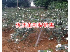 新貴龍科技金刺梨種苗銷售商_金刺梨種植技術資料大全圖2