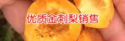 金刺梨苗價(jià)格表@今年金刺梨苗價(jià)格是多少?