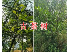 云南千畝古樹(shù)茶，商業(yè)合作項(xiàng)目-圖2