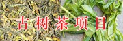 云南古樹茶生產項目：千畝古茶樹、百畝大樹茶