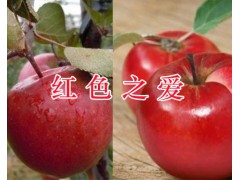 云南紅色之愛(ài)批發(fā)-個(gè)舊紅色之愛(ài)蘋(píng)果銷(xiāo)售400-6633-626圖2