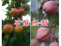 云南紅色之愛(ài)批發(fā)-個(gè)舊紅色之愛(ài)蘋(píng)果銷(xiāo)售400-6633-626圖3