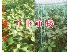 2019紅河滇重樓苗供應：個舊3年生滇重樓苗栽培銷售圖2