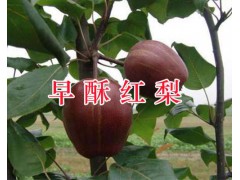 2019紅河滇重樓苗供應：個舊3年生滇重樓苗栽培銷售圖3