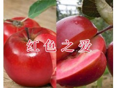 云南早酥紅梨供應：紅河早酥紅梨批發/早酥紅梨市場價格圖3