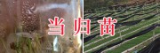 大理當歸8000畝種植項目-出芽當歸種子圖片-大理振軒科技