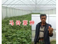 馬鈴薯繁種-昆明尋甸馬鈴薯基地-高原洋芋圖3