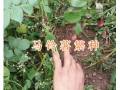 昆明洋芋批發供應-尋甸馬鈴薯基地圖3