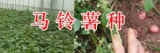 昆明洋芋批發供應-尋甸馬鈴薯基地