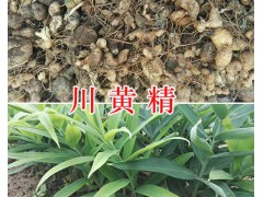 多花川黃精價格-四川中藥材種植網(wǎng)黃精種莖苗現(xiàn)貨圖2