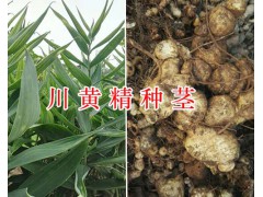 多花川黃精價格-四川中藥材種植網(wǎng)黃精種莖苗現(xiàn)貨圖3