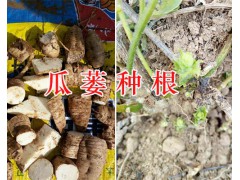 天花粉是什么的根&天花粉生產企業(yè)-云南天花粉圖3