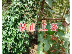 2019瓜蔞苗供應-保山騰沖三角山瓜蔞種植基地400-6633-626圖3