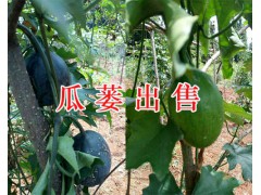 2019瓜蔞苗供應-保山騰沖三角山瓜蔞種植基地400-6633-626圖2