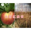 2018大理新品種桃苗：太陽紅桃苗&優(yōu)質(zhì)鷹嘴桃苗-德國桃李苗