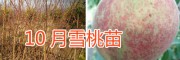 新品雪桃苗—10月雪桃苗銷售-雪桃種植技術指導