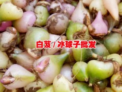 冰球子多少錢一斤_冰球子的種植技術_冰球子(白芨)貴州批發市場報價圖2