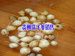 珠子圖片_珠子參批發(fā)價(jià)格-貴州珠子參出售圖1