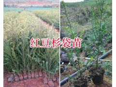 人工栽培紅豆杉苗#昆明雪松1.5-2米圖3