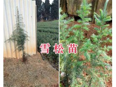 紅豆杉幼苗一棵多少錢#昆明雪松幼苗出售圖2